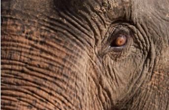 Ashcroft Partnership elephant